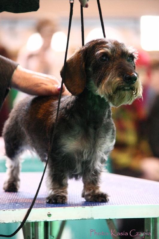 Crufts2011_2 1546.jpg